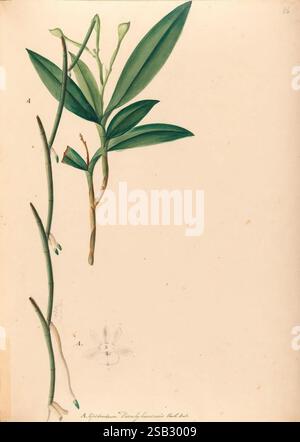 Iconographie des orchidées du Brésil João Barbosa, cette illustration botanique présente une représentation détaillée d’une plante aux tiges vertes allongées et aux larges branches feuillues. La tige supérieure affiche un amas de bourgeons étroitement fermés, suggérant le potentiel de floraison. Ci-dessous, une ramification révèle une transition de couleur, indiquant un changement dans la santé ou l’âge de la plante. En bas, un croquis délicat décrit la fleur, donnant un aperçu de sa structure et de sa forme. Les annotations près de l'illustration suggèrent l'identification des espèces, capturant la complexité et la beauté de l'étude botanique. Banque D'Images