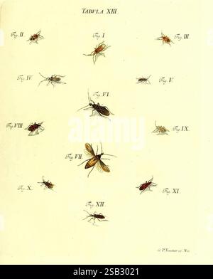 Iacobi Christiani Schaefferi s.s. theologiae et philosophiae doctoris icones insectorum circa Ratisbonam indigenorum, Ratisbonae, Typis Breitfeldianis, MDCCLXXIX [1766-1779], Allemagne, insectes, œuvres picturales, Ratisbonne, Une représentation détaillée de diverses espèces d'insectes est organisée en grille, étiquetée avec des chiffres romains correspondant à chaque spécimen. L'illustration comprend une gamme d'insectes, mettant en valeur leurs caractéristiques distinctes telles que la forme du corps, la structure des ailes et la coloration. Chaque figure est méticuleusement dessinée, démontrant la diversité parmi ces insectes et fournissant un Educati Banque D'Images
