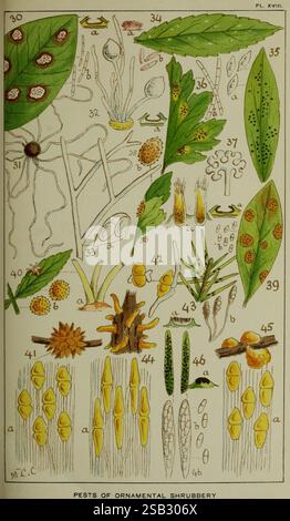 Cette illustration présente divers ravageurs qui affectent les arbustes ornementaux, avec des représentations détaillées de différents insectes, de leurs œufs et des symptômes qu’ils provoquent sur les feuilles et les tiges. Les sections numérotées mettent en évidence des types spécifiques de ravageurs, y compris les pucerons, les écailles et d'autres infestations courantes, chacun étiqueté avec des descriptions correspondantes. Le feuillage environnant illustre l’impact de ces ravageurs sur la santé des plantes, mettant en valeur des feuilles saines et endommagées. Le visuel fournit un guide complet pour l'identification et la compréhension des problèmes de ravageurs dans l'entretien du jardin. Banque D'Images