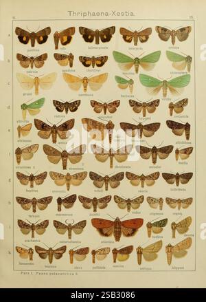 Les Macrolépidoptères du monde, v.3, planches Stuttgart, Seitz'schen (Kernen), 1906-1933, papillons, lépidoptères, Une collection détaillée et organisée de diverses espèces de papillons est présentée, mettant en valeur leurs motifs complexes et leurs couleurs. Chaque spécimen est étiqueté avec son nom scientifique et une lettre correspondant à sa position dans la carte. Les papillons de nuit sont affichés en rangées, révélant un éventail varié de formes et de tailles, allant des ailes délicates et à motifs complexes de l'espèce Thaumetopea aux tons plus larges et plus discrets des autres espèces. La disposition souligne la beauté de ces insectes Banque D'Images