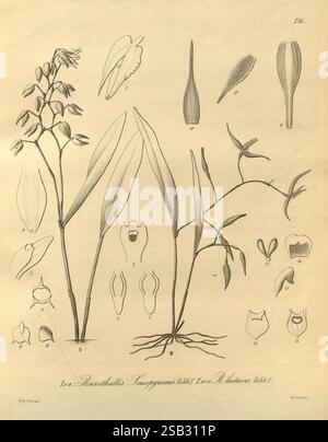 Xenia orchidacea, Leipzig, F.A. Brockhaus, 1858-1900, cette illustration présente une étude botanique détaillée de divers spécimens de plantes. Sur la gauche, un amas de fleurs délicates est montré, avec des pétales et des étamines clairement définis. Adjacentes à cela se trouvent des feuilles allongées et étroites qui présentent une texture lisse. À droite, une autre structure végétale est représentée, présentant un stade de croissance différent, y compris des feuilles plus robustes et divers stades de floraison, ainsi que des dessins détaillés plus petits de parties de fleurs individuelles et de gousses de graines positionnées autour des plantes principales. Chaque élément est méticuleusement la Banque D'Images