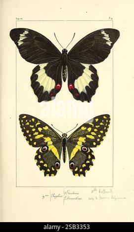 Histoire naturelle des lépidoptères exotiques, Paris, Pauquet, editeurs, 1835 [-1836], insectes introduits, lépidoptères, œuvres picturales, papillon, papillon, L'illustration présente deux espèces de papillons frappantes. Le spécimen supérieur présente de grandes ailes sombres ornées de motifs crème et jaune, avec de petits accents rouges près du bord inférieur. Le papillon inférieur est caractérisé par ses marques jaunes et noires vibrantes, mettant en valeur des taches oculaires ornées le long des bords de ses ailes. Les deux papillons sont minutieusement détaillés, soulignant leurs couleurs uniques et leurs caractéristiques structurelles, et sont présentés Banque D'Images