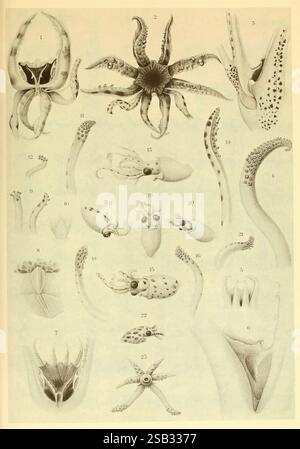 Atlas des céphalopodes, 1975. Cephalopoda, Pterygioteuthis giardi, Pterygioteuthis gemmata, Pyroteuthis margaritifera, taxonomie : famille = Enoploteuthidae, cette illustration présente une collection détaillée de divers céphalopodes et de leurs structures anatomiques. L'image comprend de nombreuses espèces, mettant en valeur leurs caractéristiques distinctives telles que les tentacules, les formes du corps et les adaptations uniques. Les nombres correspondent à chaque spécimen, soulignant la diversité parmi les créatures comme les calmars, les poulpes et les seiches. Les lignes complexes et l'ombrage fournissent de la profondeur et de la texture, soulignant l'intri biologique Banque D'Images