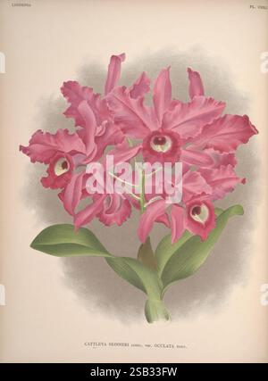 Lindenia, Bruxelles, L. Linden, 1891-[1897?], Orchidaceae, périodiques, œuvres picturales, Une illustration botanique magnifiquement rendue mettant en valeur la variété d'orchidées Cattleya Skinneri. L'art met en valeur les détails complexes des fleurs, avec des pétales roses vibrants avec des centres marron profonds frappants qui attirent le regard. Entourant le groupe de fleurs sont des feuilles vertes luxuriantes qui améliorent la composition, qui est élégamment encadrée par un fond doux et mélangé. Cette pièce illustre la beauté délicate et la complexité de l'une des fleurs les plus admirées de la nature. Banque D'Images