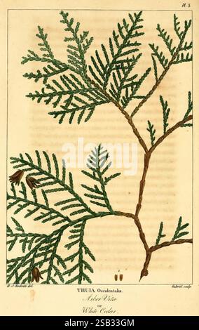 Histoire des arbres forestiers de l'Amérique septentrionale, Paris, L. Haussmann, 1812-13, Trees, Amérique du Nord, l'illustration montre une branche du Thuja Occidentalis, communément appelé le cèdre blanc du Nord. Le feuillage délicat et plumeux est représenté avec des détails complexes, mettant en valeur les feuilles ressemblant à des écailles qui sont caractéristiques de cette espèce. La branche est ornée de petits cônes, soulignant ses caractéristiques reproductives. En bas, le nom de l'espèce est noté, ainsi que des descripteurs supplémentaires mettant en évidence ses attributs naturels. Cette représentation botanique magnifiquement c Banque D'Images