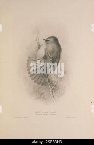 The British Warblers, Londres, R.H. porter, 1907-1914, Grande-Bretagne, oiseaux, Sylviidae, Phylloscopus collybita, chiffchaff commun, Un chiffchaff mâle est représenté gracieusement perché sur une branche mince, mettant en valeur ses caractéristiques distinctes. Le plumage de l'oiseau est illustré dans des tons subtils, soulignant sa structure délicate et les détails complexes de ses plumes. Ses ailes sont élégamment déployées, démontrant une position ferme qui suggère vigilance et disponibilité. Les éléments environnants comprennent des notes de feuillage, qui ajoutent du contexte à son habitat naturel, évoquant un sentiment de tranquillité et le Banque D'Images