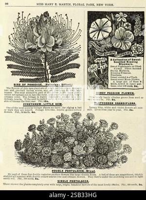 Fleurs pour Spring Floral Park, N.Y. Miss Mary E. Martin 1900 fleurs graines oiseau de paradis catalogues portulaca fleur de floraison nocturne Poinciana gilliesii horticulture Miss Mary E. Martin histoires de jardin ferme en fleurs, une illustration botanique complexe présente une variété de plantes à fleurs. Le coin supérieur gauche présente l'oiseau du Paradis vibrant et exotique, reconnu pour sa forme saisissante et son aspect coloré. À côté, la Hardy passion Flower présente des fleurs délicates avec des arrangements de pétales uniques. La section inférieure affiche une composition de Lush double Portulaca et Single P Banque D'Images