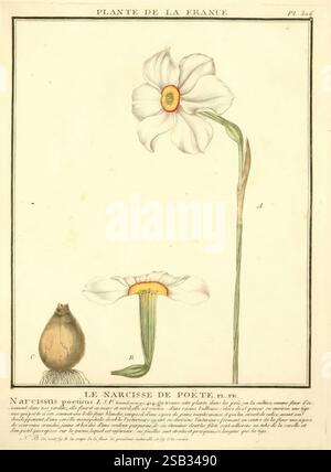 Herbier de la France, Paris, chez l'auteur, Didot, Debure, Belin, 1780-93, France, champignons, plantes médicinales, œuvres picturales, plantes, plantes vénénéneuses, cette illustration met en scène la fleur Narcisse poeticus, communément appelée narcisse du poète. Le dessin est méticuleusement étiqueté, mettant en valeur différentes parties de la plante. Sur la gauche, un bulbe représente la base de la fleur, étiquetée 'C.' sur la droite, la fleur entière est représentée avec deux sections distinctes : les pétales extérieurs et la couronne centrale en forme de trompette, étiquetée 'A' pour la structure globale de la fleur et 'B' pour la vue détaillée de la Banque D'Images