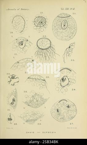 Cette illustration présente une collection de dessins botaniques détaillés présentant diverses structures végétales et caractéristiques reproductives. Les images représentent différentes formes de spores, de graines et de systèmes racinaires, chacune étiquetée avec des numéros pour référence. Parmi les éléments notables figurent les conceptions complexes des structures cellulaires, y compris diverses formes et arrangements qui illustrent la diversité de la vie végétale. Le diagramme fournit une exploration scientifique de la botanique, mettant en évidence la complexité et la beauté des processus de reproduction et de croissance des plantes. Banque D'Images