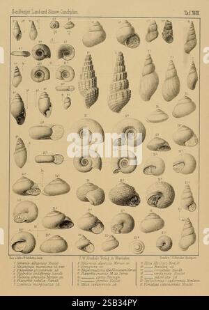 Die Land- und Süsswasser Conchylien der Vorwelt Wiesbaden C.W. Kreidel 1875 paléontologie mollusques fossile, cette illustration présente une collection détaillée de divers coquillages marins et terrestres, catégorisés et numérotés pour référence. L'arrangement présente différentes espèces, mettant en évidence leurs formes, textures et motifs uniques. Chaque coquille est étiquetée avec un numéro correspondant, et sous certaines entrées, des informations supplémentaires concernant les espèces sont fournies, y compris leurs noms scientifiques. La composition est conçue pour éduquer les téléspectateurs sur la diversité de la conchologie, en soulignant Banque D'Images