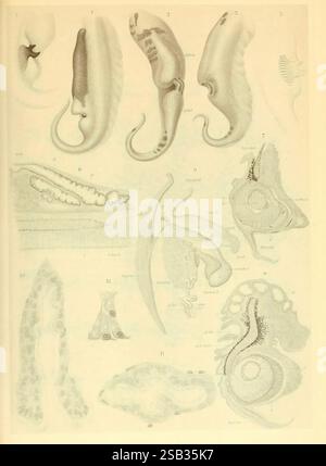L'Atlas des céphalopodes, 1975 Cephalopoda Pterygioteuthis giardi Pterygioteuthis gemmata, Une collection d'illustrations anatomiques complexes mettant en évidence les différentes étapes du développement embryonnaire et les structures au sein de différents organismes. Chaque figure étiquetée met en évidence des caractéristiques uniques, allant des formes de développement précoce aux représentations détaillées de tissus et d'organes spécifiques. Les dessins soulignent la complexité des formes biologiques, illustrant les voies de croissance et de différenciation dans un contexte scientifique et éducatif. La disposition des figures permet une analyse comparative de MOR Banque D'Images