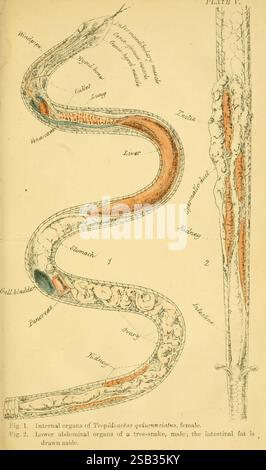 Serpents indiens, Madras, Higginbotham, 1874, Chine, Inde, serpents, Asie du Sud, Xenochrophis, taxonomie : sous-ordre = Serpentes, Journée mondiale du serpent, cette illustration représente l'anatomie interne de deux spécimens de serpent différents. Le premier diagramme montre les organes internes d'une serpente femelle, étiquetés clairement pour mettre en évidence divers composants tels que le foie, l'estomac et les intestins, avec une coloration distincte pour indiquer des structures spécifiques. Le deuxième diagramme présente les organes abdominaux inférieurs d'un serpent mâle, mettant l'accent sur la graisse intestinale aux côtés de divers organes. Des flèches et des étiquettes guident la vue Banque D'Images