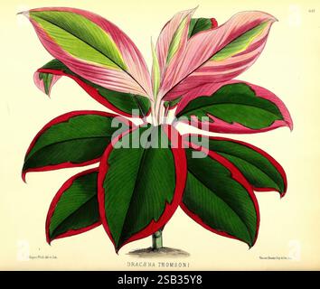 Le, floral, magazine, Londres, L. Reeve & Co, fleur, jardinage, fleurs, périodiques, pictural, œuvres, plante, fleur, Une représentation botanique magnifiquement illustrée de la Dracaena Thomsonii. La plante présente de larges feuilles allongées avec une combinaison frappante de teintes vert foncé, rouge vif et rose doux. Les feuilles sont disposées dans un motif de ventilation, mettant en valeur leur texture brillante et des nuances variables, créant un affichage visuellement captivant. L'attention portée aux détails met en évidence les marquages et les structures veineuses uniques de chaque feuille, soulignant l'attrait exotique de la plante. Une étiquette à la base i Banque D'Images