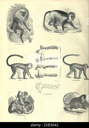 Le, image, Musée, de, animé, nature London, C. Cox, [1844?], pictural, œuvres, zoologie, University, Toronto, Libraries, composé Michael’s, cette illustration présente diverses espèces de singes et leurs détails anatomiques. Au sommet, plusieurs espèces de singes sont représentées dans différentes poses, mettant en valeur leurs caractéristiques physiques et leurs comportements. La section centrale présente une série de crânes et de dents, soulignant la structure dentaire et les traits évolutifs de ces primates. La partie inférieure comprend des figures de singe supplémentaires, offrant une étude visuelle vibrante de leurs formes et postures. Banque D'Images