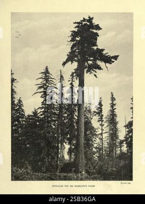 Les arbres de Grande-Bretagne et d'Irlande, Édimbourg, Priv. print, 1906-13. La Grande-Bretagne, l'Irlande, les arbres, Un imposant sapin Douglas se dresse majestueusement au premier plan, son tronc droit et haut atteignant le ciel. Il est entouré d'autres conifères, créant une atmosphère forestière dense. La scène capture la grandeur de la nature, soulignant la hauteur impressionnante et la texture rugueuse de l'écorce du sapin Douglas. Le ciel au-dessus présente un mélange de nuages qui ajoute de la profondeur au paysage, améliorant la présence sereine et impressionnante de l'arbre imposant dans son habitat naturel. La composition globale Banque D'Images