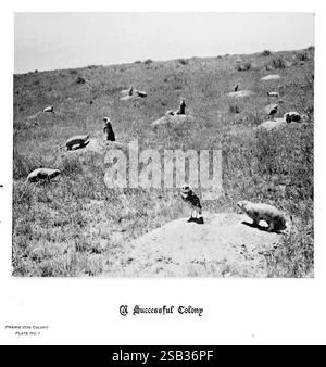Sabots, griffes et bois des montagnes Rocheuses, à côté de la caméra. Denver, C. F. S. Thayer, 1894. Animaux, œuvres picturales, la scène représente une colonie de chiens de prairie dans un cadre naturel, mettant en valeur une gamme de ces petits animaux terrifiants. Plusieurs chiens de prairie sont observés perchés au sommet de petits monticules de terre, s'engageant les uns avec les autres alors qu'ils se tiennent en alerte. Le paysage est vaste, caractérisé par une végétation clairsemée, donnant une sensation d'ouverture à leur environnement. Au premier plan, un chien de prairie se tient audacieusement debout, surveillant apparemment, tandis que d'autres sont dispersés dans l'herbe, soulignant Banque D'Images
