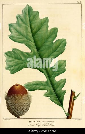 Histoire des arbres forestiers de l'Amérique septentrionale, Paris, L. Haussmann, 1812-13 North America Trees Quercus macrocarpa Quercus Hlig Bur Oak Acorn Leaf Botany, Une représentation magnifiquement illustrée de Quercus macrocarpa, communément appelé Overcup White Oak. L'œuvre d'art présente une grande feuille de chêne détaillée mettant en valeur sa forme lobée caractéristique et ses veines proéminentes. À côté de la feuille, il y a une représentation détaillée d'un gland, y compris son chapeau distinctif et sa surface texturée. La combinaison de ces éléments botaniques met en évidence les caractéristiques uniques de cette espèce d'arbre, emp Banque D'Images