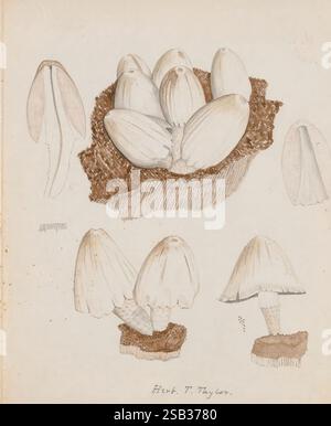 Dessins de champignons, pas avant 1839, champignons, œuvres picturales, l'illustration met en valeur un amas de champignons délicats, caractérisés par leurs calottes lisses et blanches et leurs tiges minces. Certains champignons sont représentés sous plusieurs angles, révélant leurs formes et textures uniques. L'arrière-plan présente une surface texturée suggérant du sol, fournissant un contexte à leur habitat naturel. Le rendu détaillé met en valeur le trait fin et les ombres subtils, suggérant l'observation enthousiaste des éléments botaniques par l'artiste. Une inscription, 'Herb F. Taylor', indique le créateur de l'œuvre, empha Banque D'Images
