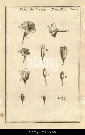 Josephi Pitton Tournefort, Institutiones Rei herbariæ, Parisiis, E Typographia Regia, 1700-[1703], botanique, œuvres pré-linnéennes, l'illustration présente une étude botanique de la Primula Veris, également connue sous le nom de Cowslip. Il comprend une série de dessins étiquetés présentant diverses parties de l'usine. La rangée supérieure affiche différents types de fleurs, en mettant en évidence leurs formes et arrangements distincts. La deuxième rangée se concentre sur les bourgeons et les structures florales, mettant l'accent sur la transition du bourgeon à la floraison. La dernière section décrit le corps fructifiant, fournissant une vue complète du reprodu de la plante Banque D'Images