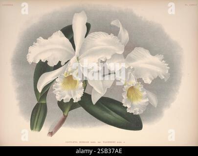 Lindenia, Bruxelles, L. Linden, 1891-[1897?], Orchidaceae, périodiques, œuvres picturales, Jean Jules Linden, Lucien Linden, Emrodigas, orchidées, botanique, fleurs, Alphonse Goossens, Cattleya Mossiae var. Wageneri, Cattleya Mossiae, cette illustration botanique présente un arrangement exquis de fleurs d'orchidées blanches, en particulier l'espèce Cattleya mossiae. Les pétales délicats sont présentés dans un affichage gracieux, chacun possédant un bord volanté unique, tandis que le labellum central jaune et blanc se distingue nettement contre les pétales. Les feuilles vertes luxuriantes offrent une toile de fond contrastée, accentuation Banque D'Images
