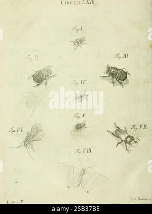 Iacobi Christiani Schaefferi Icones insectorum circa Ratisbonam, Ratisbonae, Typis Zeitlerianis, 1791. Allemagne, insectes, Regensburg, Arthropoda, œuvres picturales, Woods Hole, l'illustration présente une série de représentations scientifiques détaillées de divers insectes, chacun étiqueté indépendamment comme Fig. I à Fig. VIII les insectes représentés comprennent différentes espèces de coléoptères, une mouche, une fourmi et un papillon de nuit, mettant en valeur leurs caractéristiques physiques et leurs structures uniques. Chaque figure est organisée systématiquement, démontrant une gamme de tailles, de formes et de caractéristiques, offrant un aperçu du plongeur Banque D'Images