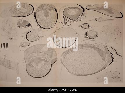 Atlas des céphalopodes, 1975. Cephalopoda, Pterygioteuthis gemmata, Pterygioteuthis giardi, l'illustration complexe présente une variété de formes organiques et de formes, représentant probablement des organismes microscopiques ou des textures naturelles. Chaque élément est détaillé avec des lignes délicates et des ombres, soulignant les contours et les motifs uniques des structures. Différentes tailles et orientations sont présentes, suggérant une gamme variée de spécimens. Certaines formes ressemblent à des capsules ou des cellules, tandis que d'autres présentent des textures de surface complexes. Il existe également des représentations linéaires qui peuvent signifier une structure cellulaire Banque D'Images
