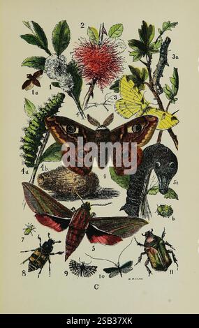 Les objets communs du pays, Londres, George Routledge et sons, 1894. Zoologie, Une collection magnifiquement illustrée présentant diverses espèces de papillons de nuit, chenilles et plantes. L'arrangement comporte des représentations détaillées d'une paire frappante de papillons de nuit avec des motifs complexes, accompagnés d'une variété d'autres insectes tels que des coléoptères et une petite mouche. À proximité, une chenille est montrée dans son état naturel, à côté d'illustrations de plantes qui comprennent des feuilles et des fleurs, soulignant la relation entre ces créatures et leurs habitats. Chaque élément est étiqueté avec des numéros, créant un SY Banque D'Images