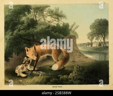 Le Cabinet d'histoire naturelle et des sports ruraux américains, animaux histoire naturelle vie en plein air périodiques États-Unis zoologie renard roux renard roux américain Vulpes vulpes fulvus renard roux Vulpes mammifère Vulpes vulpes Amérique du Nord Amérique du Nord Amérique du Nord, Un renard roux se dresse sur un remblai herbeux, sa fourrure vibrante contrastant avec les tons terreux du paysage environnant. Le renard capture une petite proie, probablement un oiseau ou un lapin, mettant en valeur ses talents de chasseur. La végétation luxuriante encadre la scène, avec des arbres fournissant de l'ombre en arrière-plan. Une rivière douce coule à proximité, réfléchissant Banque D'Images