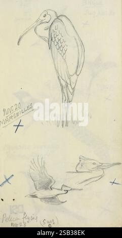 Carnets de croquis Soudan d'Abel Chapman entre 1913 et 1919, l'œuvre présente un croquis détaillé d'un héron, élégamment dressé avec une jambe levée, mettant en valeur son long cou et son corps élancé. Sous le héron, il y a un autre croquis représentant un pélican en plein vol, capturé avec ses ailes déployées. Les croquis sont accompagnés de notes indiquant les dates et les lieux, comme « 20 novembre » et « Marseille », suggérant un lien avec une étude observationnelle de ces oiseaux dans leurs habitats naturels. L'utilisation de lignes subtiles et d'ombrage donne un sentiment de mouvement et de grâce aux deux oiseaux, soulignant th Banque D'Images