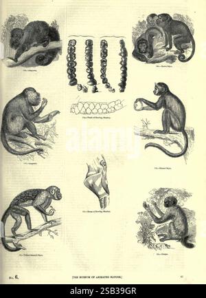 Musée pictural de la nature animée, v.1. Londres, C. Cox, [1844?], œuvres picturales, zoologie, University, Toronto, Libraries, permet Michael’s, une collection illustrée présentant diverses espèces de singes, mettant en valeur leurs caractéristiques et comportements distincts. La section supérieure comprend des dessins détaillés de différentes espèces de singes dans diverses poses, soulignant leur agilité et leurs postures caractéristiques. Ci-dessous, une série de représentations anatomiques fascinantes illustrent les caractéristiques uniques du singe hurleur et du singe araignée, ainsi qu'une représentation notable du singe capucin engagé Banque D'Images