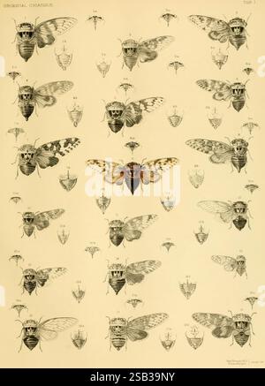 Une monographie de Cicadidae oriental Londres, imprimée par West, Newman & Co, 1889-92, Asia, insectes, arthropodes, Cicadidés, arthropodes, illustration détaillée présentant une collection de cigales orientales, présentée dans un agencement organisé. La section supérieure présente plusieurs espèces de cigales mises en évidence avec leurs ailes étendues, mettant en évidence les motifs et les couleurs complexes des ailes. Ci-dessous, des figures plus petites et étiquetées représentent divers stades de développement ou différentes espèces de cigales, chacune méticuleusement détaillée pour illustrer leurs caractéristiques uniques. L'arrangement démontre à la fois la diversité A. Banque D'Images