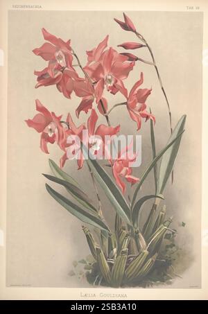 Reichenbachia, créé Albans, London, New York, F. Sander & Co, Orchid Growers & Importers, H. Sotheran & Co, I. Forstermann, 1888-1890, Orchidaceae, Henry Frederick Conrad Sander, Orchids, botanany, Flowers, taxonomy : Family= orchidaceae, laelia gouldiana, Joseph Mansell., Un superbe arrangement d'orchidées Lælia Gouldiana met en valeur leurs fleurs roses vibrantes, élégamment réparties sur des tiges minces. Chaque fleur présente des marques délicates qui rehaussent sa beauté. Les feuilles vertes luxuriantes forment une base robuste, soulignant les riches détails de la plante. La composition attire le regard sur le jeu complexe de Banque D'Images