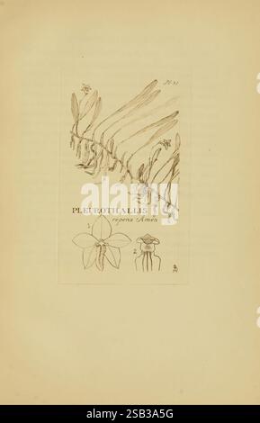 Orchidaceae, 1905-22, Monocotyledoneae, Orchidaceae, orchidées, blanche Ames, Ames, femmes en science, cette illustration présente la représentation scientifique du Pleurothallis repens, une espèce d'orchidée. L'œuvre met en valeur la structure délicate de la plante, avec des feuilles allongées et de multiples éléments floraux. La partie supérieure met en évidence la forme et la disposition distinctes des feuilles, tandis que la partie inférieure présente un dessin détaillé de la fleur d'orchidée, soulignant ses caractéristiques uniques. Les illustrations sont accompagnées d'un système d'annotation numérique, indiquant probablement différents aspects de Banque D'Images