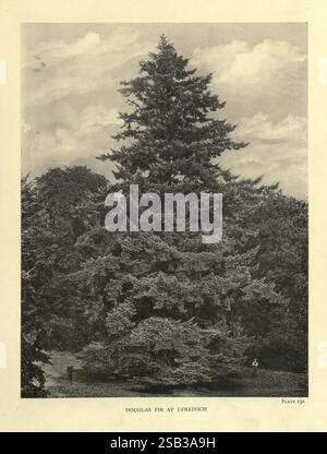 The, Trees, of, Grande-Bretagne, Irlande, Édimbourg, Priv. Print, 1906-13, Grande-Bretagne, Irlande, arbres, ., Un imposant sapin Douglas se dresse majestueusement, mettant en valeur son feuillage luxuriant et dense qui s'étend symétriquement à partir d'un tronc robuste. Les branches de l'arbre s'étendent gracieusement, ornées de nombreuses aiguilles qui créent un aspect texturé. Autour du sapin se trouvent des notes de verdure, suggérant un environnement naturel riche en vie végétale. Au premier plan, une petite figure est visible, donnant une impression d'échelle et soulignant la hauteur impressionnante de l'arbre. Au-dessus, une toile de fond de nuages ajoute DEP Banque D'Images