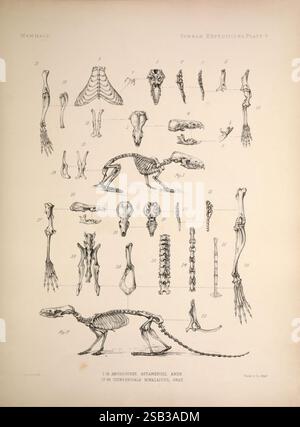 Recherches anatomiques et zoologiques v.2. 1878, Chine, zoologie, province du Yunnan, Anourosorex assamensis, Chimarrogale himalaicus, cette illustration présente une étude scientifique détaillée de divers squelettes et structures anatomiques de mammifères. La mise en page comprend des diagrammes étiquetés des os et des éléments squelettiques, fournissant aux spectateurs une référence claire pour l'anatomie comparative. La section supérieure présente les os individuels, tandis que la zone centrale présente une représentation squelettique complète d'un mammifère, mettant en évidence sa morphologie. La conception intègre des annotations numériques pour faciliter l'identification de Banque D'Images