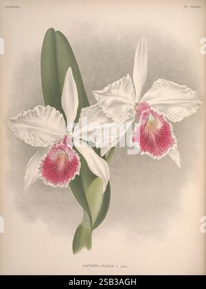 Lindenia, Bruxelles, L. Linden, 1891-[1897?], Orchidaceae, périodiques, œuvres picturales, l'illustration présente deux élégantes orchidées Cattleya aliciae, mettant en valeur leurs fleurs frappantes. Chaque fleur présente de larges pétales blancs avec des bords délicats et volants, encadrant élégamment la lèvre centrale, qui éclate de nuances vibrantes de rose et de rouge profond. Les marques complexes sur la lèvre ajoutent de la profondeur et de l'allure, attirant le regard vers les détails étonnants. Les feuilles vertes luxuriantes offrent une toile de fond contrastée, améliorant la beauté des orchidées et soulignant leur aspect gracieux mais audacieux. Les compos Banque D'Images