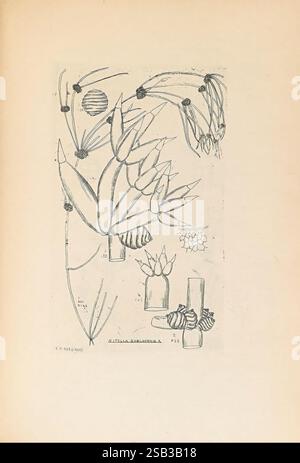 Contributions à Japanese Characeae, n.p, 1898 ?, Characeae, Japon, œuvres picturales, Evelyn H. Nordhoff, Evelyn Hunter Nordhoff, femmes dans la science, l'œuvre présente une illustration botanique mettant en vedette une variété de formes de plantes stylisées et de fleurs délicates, disposées dans une composition organique. Des feuilles allongées et des structures florales, ainsi que des formes abstraites qui suggèrent la présence de gousses ou de graines, sont mises en évidence. Des lignes et des courbes subtiles créent une sensation de mouvement, tandis que les annotations en bas fournissent des détails scientifiques, y compris éventuellement des noms d'espèces ou des informations de catalogage Banque D'Images