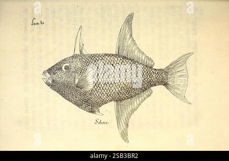 Descripcion, de, diferentes, piezas, de, historia, natural, las, mas, del, ramo, maritimo, en, la, la Havane, en, la, Imprenta, de, la, Capitania, général, 1787, Cuba, naturel, histoire, Marine, animaux, Caraïbes, région, cette illustration représente une vue latérale détaillée d'un poisson, mettant en valeur ses caractéristiques distinctives. Le poisson se caractérise par son corps allongé, ses nageoires dorsales et pelviennes proéminentes et son museau pointu. La surface du poisson est recouverte d’un réseau d’écailles, qui sont finement rendues pour mettre en valeur leur texture. Aux côtés du poisson, les étiquettes 'Lam. 16' et 'sobre' fournissent des informations supplémentaires Banque D'Images