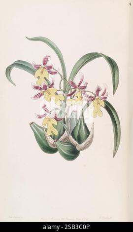 Le registre botanique d'Edwards. Londres, James Ridgway, 1829-1847, 19e siècle, 1829, illustration botanique, Grande-Bretagne, Angleterre, couleur à la main, botanique, périodiques, icones, gravures, coloriage à la main, gravure sur cuivre, œuvres picturales, supports graphiques, plantes ornementales, introduction végétale, 65, Oncidium ghiesbreghtianum, Odontoglossum warneri, fleurs, femmes dans la science, orchidée, Sarah Ann Drake, 2 ans, Une illustration botanique mettant en vedette un groupe vibrant d'orchidées, caractérisées par leurs pétales délicats dans les tons de jaune et de rose. Les fleurs présentent un arrangement complexe, avec de multiples blosso Banque D'Images