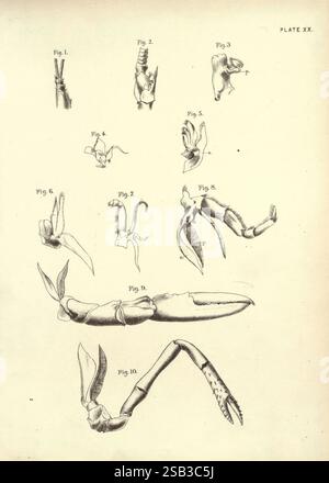 Illustrations de zoologie : invertébrés, vertébrés Edinburgh Y.J. Pentland, 1889 zoologie œuvres picturales, Une série d'illustrations complexes représentant diverses structures anatomiques, appartenant probablement à différentes espèces de crustacés ou organismes marins similaires. Chaque figure est étiquetée numériquement, présentant des représentations détaillées des griffes et des appendices qui mettent en évidence des caractéristiques morphologiques uniques. Les illustrations révèlent une gamme de formes et de tailles, mettant l'accent sur des adaptations fonctionnelles adaptées à différents environnements ou comportements. Cette collection sert d'étude des plongeurs anatomiques Banque D'Images