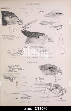 Les, genres, de, oiseaux, Londres, 1849, oiseaux, classification comportementale, pictural, œuvres, ornithologique, illustration, l'illustration présente une série d'études détaillées se concentrant sur les têtes et les becs de divers oiseaux de proie, disposés de manière systématique. La section supérieure présente trois espèces dans la catégorie 'Polyborinae', avec des profils individuels mettant en valeur leurs traits distinctifs du visage et les formes de bec. L'espèce comprend une représentation d'un oiseau adulte ainsi que des études de ses diverses caractéristiques. La section inférieure, intitulée 'Buteoninae', met en évidence deux autres espèces, e Banque D'Images