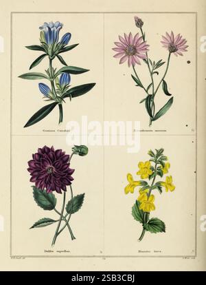 Le jardin botanique, Londres, Simpkin & Marshall, 1825, botanique, floriculture, fleurs, Grande-Bretagne, œuvres picturales, Edward Dalton Smith, L'illustration présente une collection de quatre espèces de fleurs distinctes disposées en grille. Dans le coin supérieur gauche, il y a une gentiane bleu vif avec des feuilles vertes allongées, symbolique des paysages alpins. Le coin supérieur droit présente de délicates marguerites roses, reconnaissables par leurs têtes de fleurs circulaires et leurs tiges minces, transmettant une sensation de douceur et de charme. Le bas à gauche présente un riche dahlia violet profond, connu pour ses pétales en couches complexes et l Banque D'Images