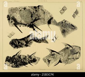 Un synopsis de la classification des roches paléozoïques britanniques Londres, J.W. Parker et son, 1855. Fossiles géologie géologystratigraphique Grande-Bretagne paléontologie Musée paléozoïque de zoologie comparée, cette composition présente une collection de formes abstraites ressemblant à des éléments naturels, faisant éventuellement référence à des spécimens géologiques ou botaniques. Les formes comprennent des figures allongées et angulaires avec des textures et des motifs complexes, suggérant une étude des matériaux organiques. Divers dessins triangulaires et ondulés sont également présents, suggérant une exploration méticuleuse de la structure et de la symétrie avec Banque D'Images