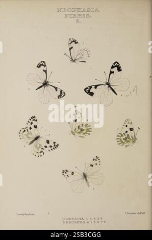 L'illustration présente une collection de papillons élégamment rendus, chacun représenté avec des détails exquis. Diverses espèces sont représentées, mettant en évidence leurs motifs uniques et leurs structures d’ailes délicates. Les papillons présentent une gamme de marques frappantes dans des couleurs contrastées, y compris des taches et des rayures qui démontrent la beauté et la diversité des lépidoptères. Chaque spécimen est étiqueté avec un numéro correspondant, indiquant des classifications ou des observations spécifiques, tandis que le nom de l'artiste apparaît subtilement en bas. Cette représentation capture à la fois l'étude scientifique de ces insectes et Banque D'Images