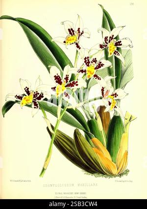 Le magazine floral, Londres, L. Reeve & Co, jardinage floral, fleurs, périodiques, œuvres picturales, plante, fleur, Une représentation étonnante d'Odontoglossum maxillare, mettant en vedette un groupe de fleurs élégantes. Chaque fleur présente de délicats pétales blancs ornés de marques complexes marron et jaunes, créant un contraste saisissant. Les feuilles vertes éclatantes offrent une toile de fond luxuriante, améliorant la beauté globale de la composition. Cette illustration botanique capture les détails complexes des fleurs et du feuillage, soulignant le charme exquis de cette espèce d'orchidée. Riche en texture et en détails Banque D'Images