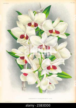 Lindenia, Gand [Belgique], Impr. F. Meyer-van Loo, 1885-1906, classification, guides, nomenclature, nomenclature populaire, Orchidaceae, orchidées, œuvres picturales, terminologie, Une illustration étonnante de Dendrobium dalatense, mettant en valeur un groupe élégant de fleurs d'orchidées blanches avec des accents rouges délicats près du centre de chaque fleur. La composition présente un feuillage vert luxuriant qui rehausse la beauté vibrante des fleurs. L'arrangement gracieux met en évidence les détails complexes des pétales et la symétrie globale des fleurs, incarnant le charme et la sophistication Banque D'Images