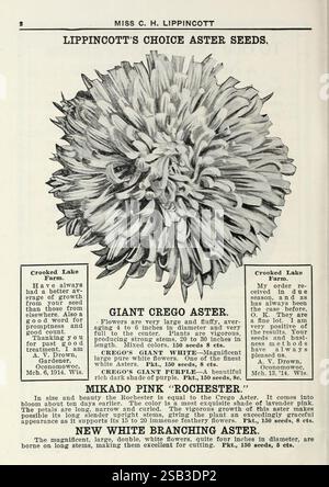 Lippincott Seeds, Minneapolis, Minn, Miss C.H. Lippincott, 1915, fleurs, légumes, fruits, graines, catalogues, pépinières, horticulture, histoires de jardin, In Bloom, une publicité présentant les graines d’aster Choice de Lippincott, mettant en vedette l’aster géant Crego avec une description détaillée de ses attributs. Le texte met en évidence les grandes fleurs moelleuses de la fleur, allant de 6 à 8 pouces de diamètre, et souligne sa riche variété de couleurs, y compris les roses et les blancs. Des notes supplémentaires fournissent des informations sur les conditions de croissance optimales, suggérant un plein soleil et un arrosage modéré. La pièce également dans Banque D'Images