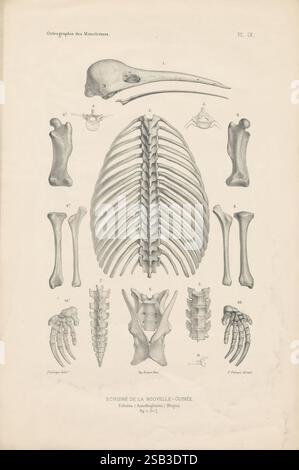 Ostéographie des monotrèmes vivants et fossiles comprenant la description et l'iconographie du squelette et du système dentaire de ces animaux ainsi que des documents relatifs à leur histoire naturelle. Paris, A. Bertrand, 1877-78. Monotremes, squelette, Tachyglossidae, Musée de zoologie comparée, cette illustration présente une étude anatomique détaillée des structures squelettiques des mammifères marins, montrant spécifiquement divers os et leurs arrangements. En haut, un grand crâne est représenté à côté d'une structure en forme de bec. Ci-dessous, une vue d'ensemble de la cage thoracique illustre l'arrangement Banque D'Images