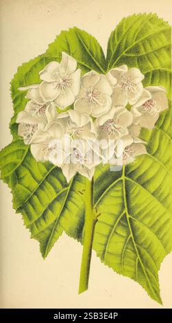 Belgique horticole Liége botanique horticulture périodiques plantes, Une illustration détaillée d'un amas de fleurs blanches aux pétales délicats, mettant en valeur des marques roses complexes en leurs centres. Sous les fleurs, une grande feuille verte texturée offre une toile de fond vibrante, soulignant la beauté naturelle de la flore. L'arrangement souligne la structure gracieuse des fleurs et leur feuillage luxuriant, capturant l'essence de l'art botanique. Banque D'Images