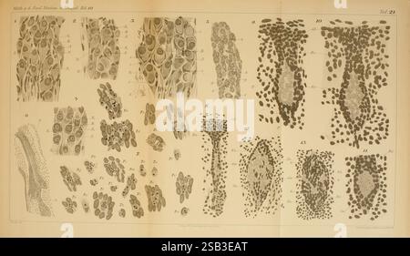 Mittheilungen aus der Zoologischen Station zu Neapel Berlin Friedlander 1879-1921 périodiques Zoologie Musée de zoologie comparée anatomie embryon système nerveux, cette illustration présente une série de diagrammes anatomiques détaillés liés à l'étude des organismes zélés. Diverses structures et formations cellulaires sont représentées, mettant en évidence différents types de cellules et leurs arrangements. L'image comprend des sections étiquetées qui indiquent des caractéristiques spécifiques telles que des cellules individuelles, des motifs tissulaires et des structures biologiques, permettant des observations comparatives sur plusieurs échantillons. Le Banque D'Images
